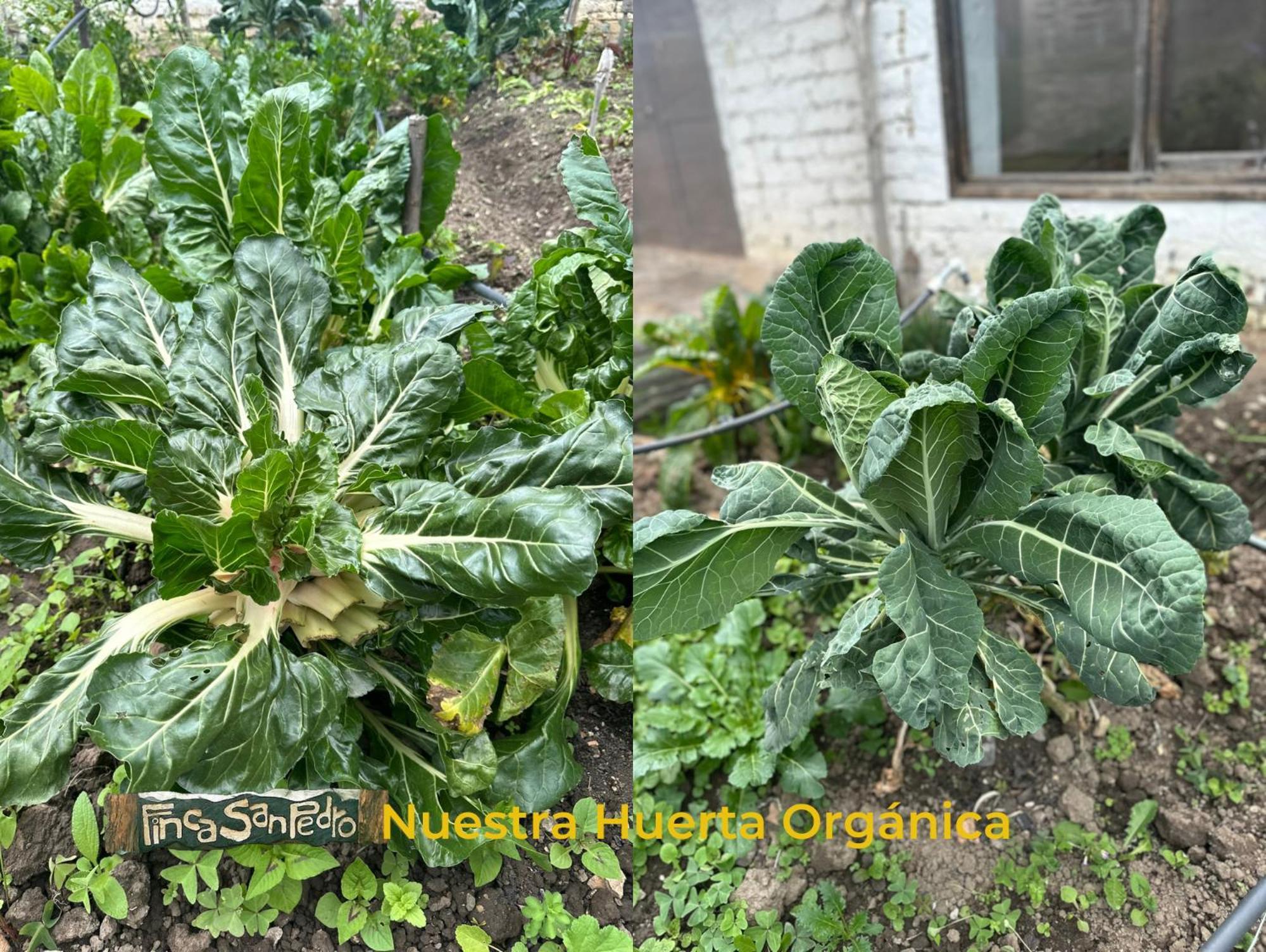 Finca San Pedro -Alojamiento Campestre Y Reserva Natural- سوغاموسو المظهر الخارجي الصورة