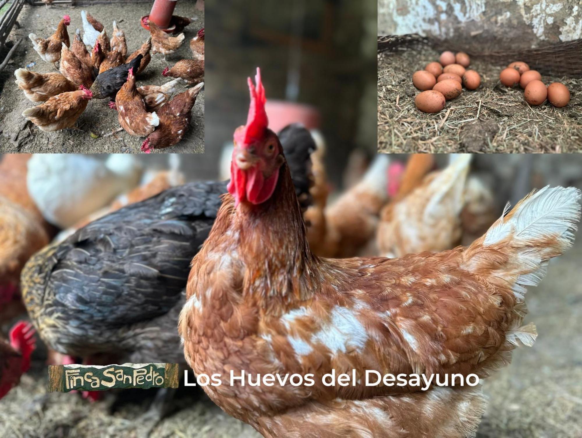 Finca San Pedro -Alojamiento Campestre Y Reserva Natural- سوغاموسو المظهر الخارجي الصورة