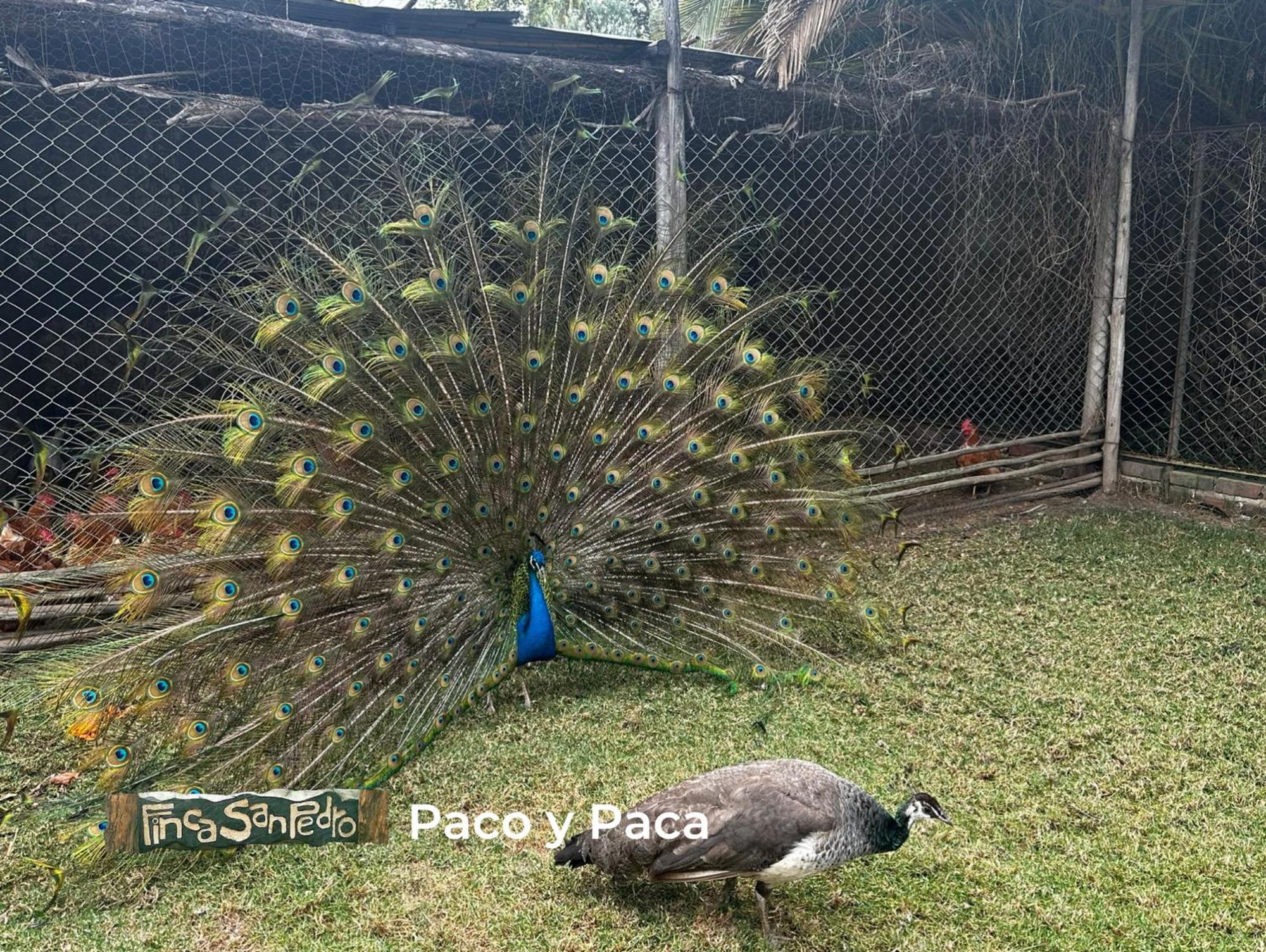Finca San Pedro -Alojamiento Campestre Y Reserva Natural- سوغاموسو المظهر الخارجي الصورة